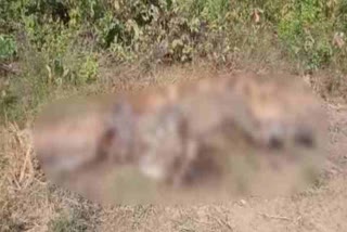 elephant dead body found in  seraikela