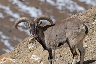 Presence of blue sheep found at 5000 ft height in Kullu