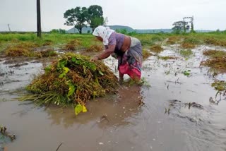 Farmers loss Nashik