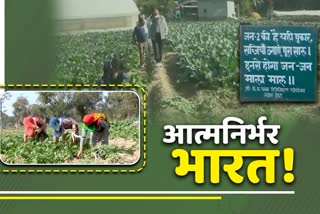 Special Story of etv bharat on 215 Farmer Families of Abdulapur Panchayat