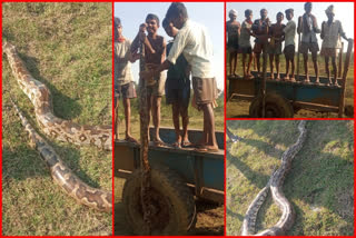 people-gets-afraid-of-python-appeared-at-chukkapally-in-vishakapatanam