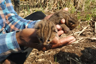 this is not leopards but wild cats said forest department in kolhapur