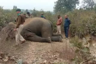 Jabalpur forest dept faces heat after jumbo found dead