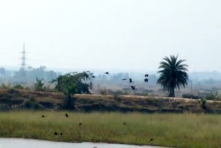 migrant birds at kanksa