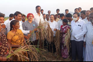 tdp team observes typhoon affected areas at prakasham district