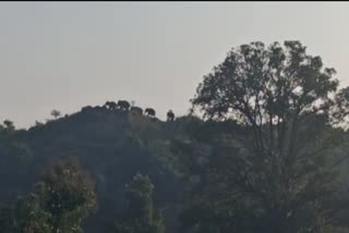 kodagu-elephants-on-a-jinnenahalli-hill-dot-dot-dot-video