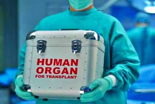 Organ transplantation