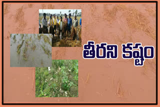 huge crop damage due to cyclone affect in east godavari