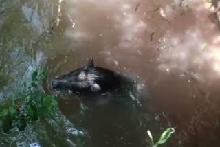 The forest department rescued boar from well in Khurda