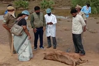 The carcass of a strange animal in the Penna floods at nellore