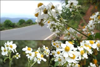 idukki daisy tree  ഡെയ്‌സി പൂക്കൾ  ഇടുക്കി  മെന്‍റാനോഗ്രാന്‍ഡി ഫ്‌ളോറിയ  ക്രിസ്‌തുമസ് കാലം