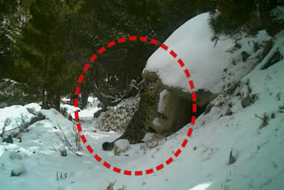 Snow leopard counting begin