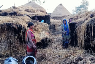 Fire in paddy field