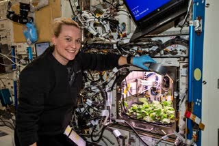 Nasa grows radishes