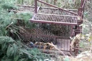 leopard caught in cage in Joshimath