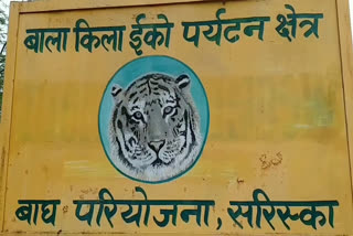 Good news came from Sariska alwar,  Sariska Tiger Conservation Project,  Sariska Tiger Reserve,  Number of tigers in India