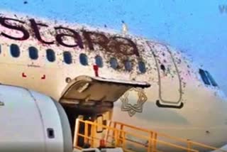 Honeybees land on aircraft before passengers board