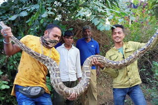9 feet long python rescue
