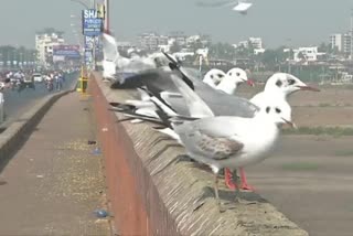 WATCH: Migratory birds flock to Gujarat with the advent of winter