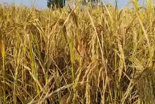 paddy-procurement-started-in-chhattisgarh-from-1st-december-politics-on-paddy-purchase