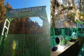 India gets it's first Moss garden in Nainital