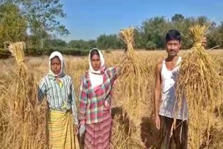 amguri farmers poor condition