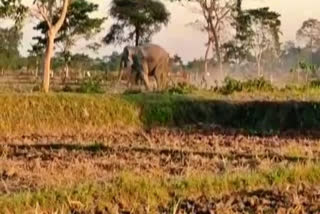 Viral video of wild elephant trampling a man in Numaligarh