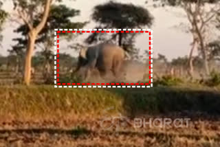 Viral video of wild elephant trampling a man in Numaligarh