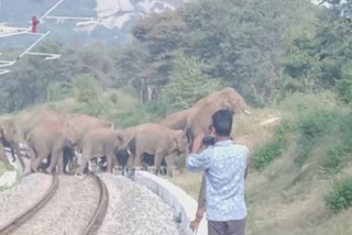 ரயிலில் மோதி யானைகள் உயிரிழப்பதை தடுக்க வனத்துறை ஊழியர்கள் ரோந்து...!