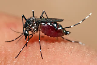 malaria India report  WHO Malaria Report 2020  Odisha, Chhattisgarh, Jharkhand, Meghalaya, Malaria  ലോകാരോഗ്യ സംഘടന  മലേറിയ
