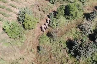 Elephants came to the village in hubli district