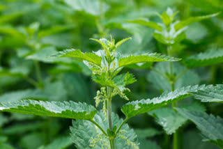 Stinging nettle can help curb coronavirus, says study