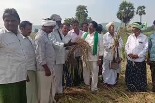 tdp leader gv anjaneyulu visits crop damaged areas in guntur district