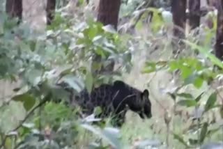black leopard in Pench Tiger Reserve
