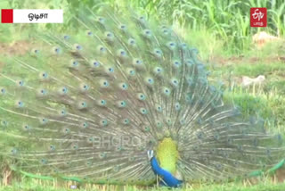 A man’s love for wild peacocks peacocks wild peacocks man love கன்ஹு பெஹெரா பானு பெஹெராவின் பேரன் ஜூனியர் மயில் மனிதன் நவீன பேகன் மயில் மனிதன்