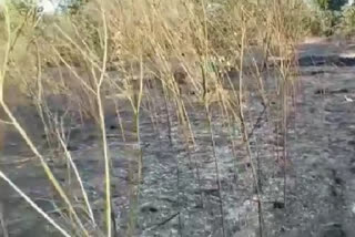 Field fire due to sparking of power lines