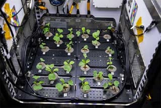 NASA-Grows-Radishes-In-Space