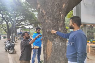 Bengaluru based scientist started the nail-free tree campaign