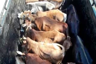 cow seized in chhaygaon