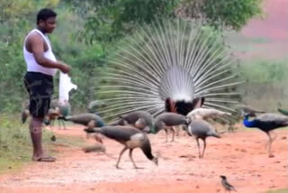 Junior peacock man