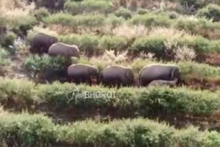 elephants attack on crops in kalagatagi