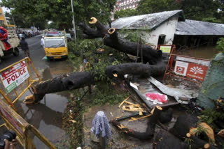 917 trees uprooted by rains in Chennai
