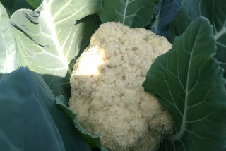 cauliflower crop waste in najafgarh dichaun kalan village