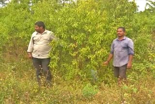 NHAI delay in compensation for sandalwood trees