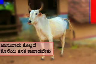 Nature of the cow slaughter Prohibition Act