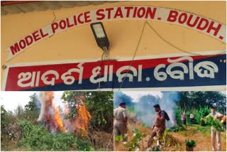 illegal cannabis cultivation in Boudh, challenge for administration