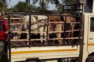 illigal-cattle-seized-in-tinsukiya