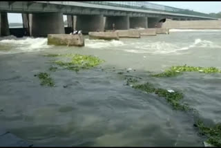 Frothing in Yamuna: CPCB asks DJB to ensure 100 pc collection, treatment of sewage