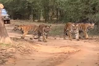 Tigress Naina walking with four cubs
