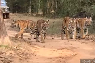 Tigress Naina seen walking with four cubs